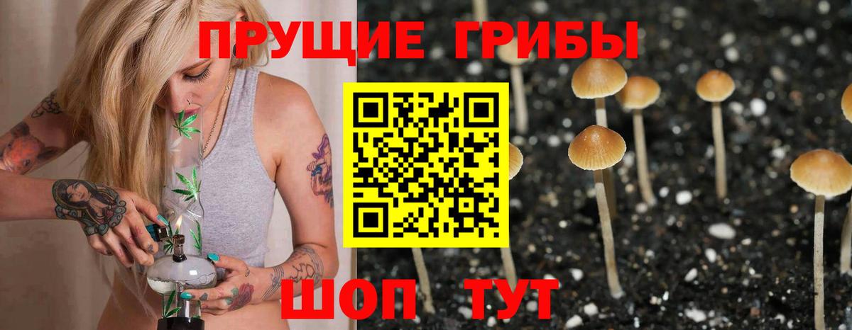 Псилоцибиновые грибы Cubensis  Вход с VPN  Асино  Галлюциногенные грибы Psilocybine cubensis 